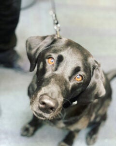 K9 Officer Uman, a black labrador retirever