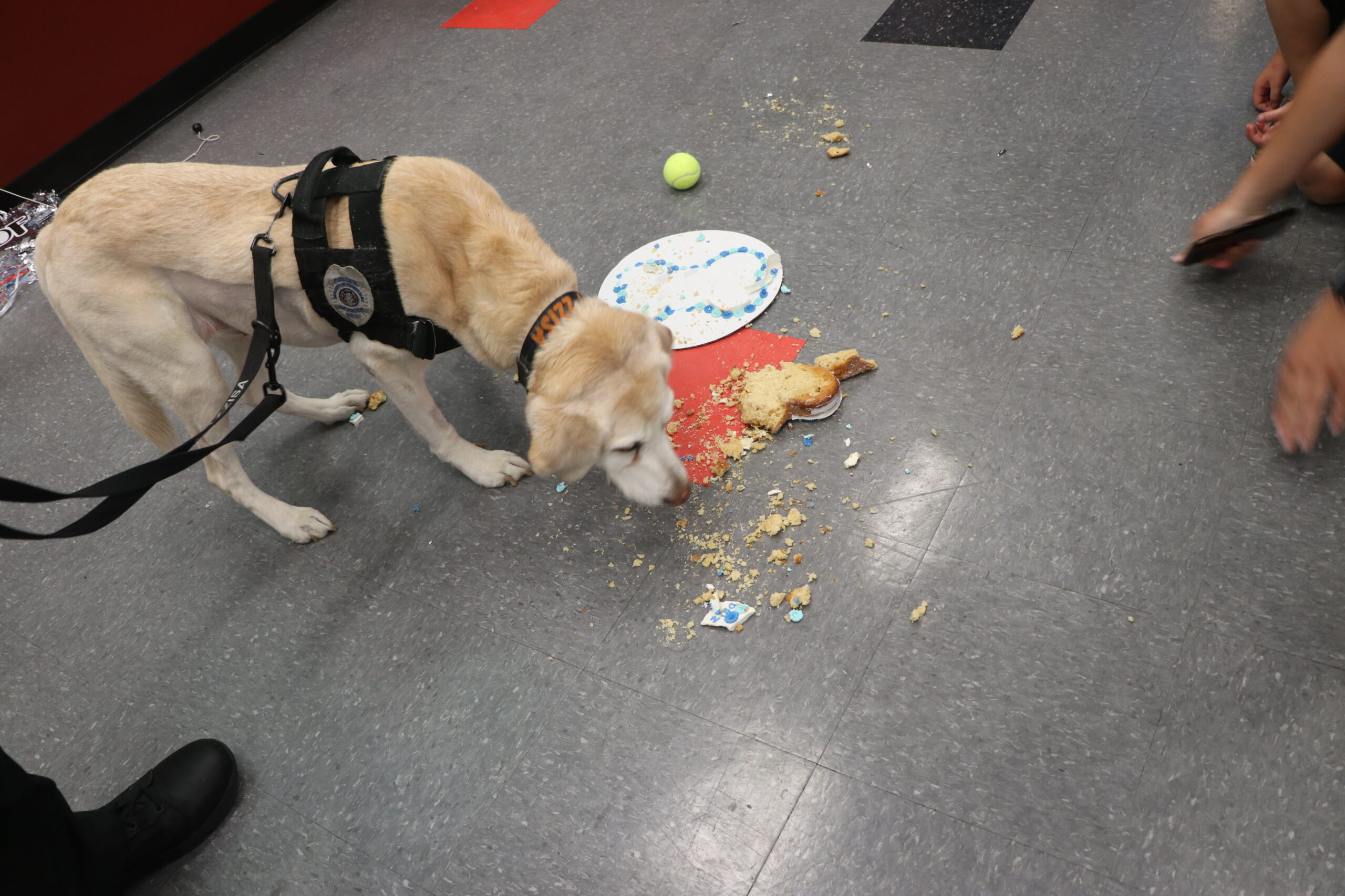K9 Zzisa eats a special dog cake in celebration of her retirement as a working dog.